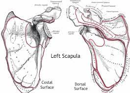 The Human Body Contains Two Scapula Bones One Per Shoulder This Bone S Main Functions Include Protection Of The Thoracic Cage And Pr Scapula Anatomy Scapular