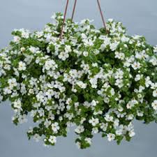 Image result for Bacopa