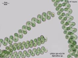 Image result for Alinula sp.