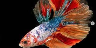 Untuk ikan korang, admin cadangkan guna akuarium. 5 Cara Merawat Ikan Cupang Agar Tidak Mudah Mati Gampang Dilakukan Merdeka Com