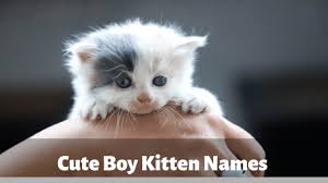 Cooper is a great descriptor for this kind of male cat. Cute Boy Kitten Names 2021 For Funny Best Cat Names List