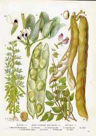 Broad Beans Jack Beans Flowering Legumes Food Chart Etsy Vintage Botanical Prints Botanical Prints Vegetable Prints