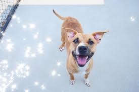 This is for their safety. Pet Adoption