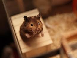 156 Adorable Hamsters That Will Cause A Cuteness Overload Bored Panda Cute cat drawing cute animal drawings kawaii drawings cute drawings kitty drawing drawing animals drawing ideas. 156 adorable hamsters that will cause a