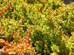 Image result for Calluna vulgaris