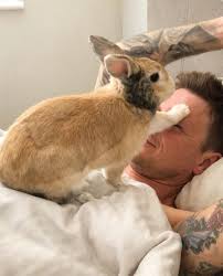 Rabbit Wakes Up His Owner Manandbunny Cute Animals Pet Bunny Cute Bunny