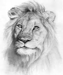 Lion Pencil Drawing Animal Drawings Pencil Drawings Animal Sketches