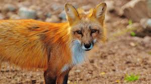 Maybe you would like to learn more about one of these? How To Get Rid Of Foxes Getridofthings Com