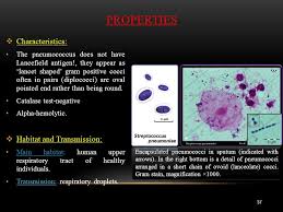 Maybe you would like to learn more about one of these? Gram Positive Cocci Streptococci Ppt Video Online Download