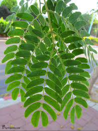 Image result for Albizia lebbeck