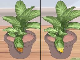 How To Remove Brown Tips From The Leaves Of Houseplants Plant Care Houseplant Dieffenbachia Houseplant Plant Leaves Turning