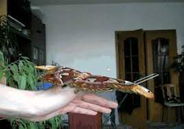 Post 18803 Atlas Moth Gif Imgur R9oq Gif 318 223 Photos Moth Atlas Moth Insects