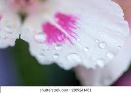 Clarkia Flower Yoga Best Flower Wallpaper