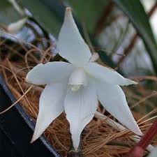 Image result for Aerangis ugandensis