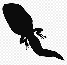 Download transparent pepe png for free on pngkey.com. Frog Silhouette Tadpole Amphibian Tadpole Silhouette Hd Png Download Vhv