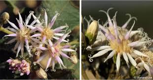 Image result for Vernonia colorata