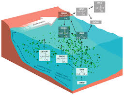 Earlier in his career he competed in the decathlon. Acp A New Marine Biogenic Emission Methane Sulfonamide Msam Dimethyl Sulfide Dms And Dimethyl Sulfone Dmso2 Measured In Air Over The Arabian Sea