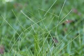 Image result for Axonopus