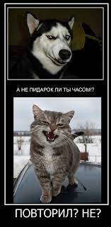Shelan - спасибо)) / хаски (husky, сибирская хаски, сибирский хаски, ) ::  демотиватор :: котэ (прикольные картинки с кошками) / смешные картинки и  другие приколы: комиксы, гиф анимация, видео, лучший интеллектуальный юмор.