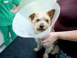 Die pubertätsdauer des hundes hängt von rasse und umweltfaktoren ab und kann nicht pauschalisiert werden. Wann Sie Ihren Hund Kastrieren Lassen Sollten Tiere