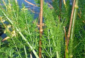 Plants, edible native the maori brought the kumara and taro to new zealand. A Beginner S Guide To Foraging In New Zealand