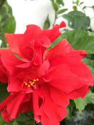 Pin On Hibiscus And Garden Flowers