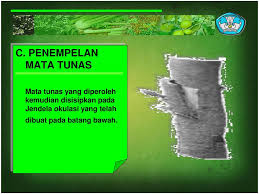 Check spelling or type a new query. Membiakan Tanaman Dengan Cara Okulasi Ppt Download