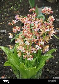 Image result for Calanthe