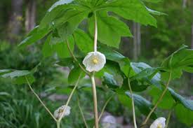 Image result for Podophyllum  peltatum