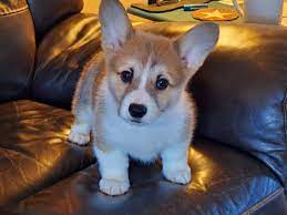 Review how much corgi puppies for sale sell for below. Highbrow Corgis Corgi Puppies Puppies For Sale