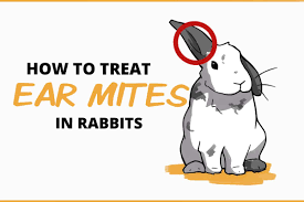 These drops should be massaged deep into the dog's ear canal for at least two to three weeks. How To Treat Ear Mites In Rabbits