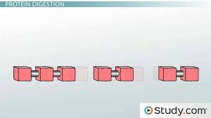 protein digestion and absorption process