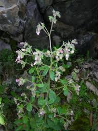 Image result for Blumea axillaris