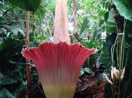 Yes, it's a real thing. Amorphophallus Titanium Corpse Plant The Largest Flower In The World Only Blooms Every 40 Years Owlcation