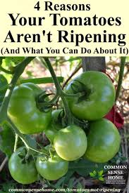 Tomatoes are vigorous growers that require maximum sun. 4 Reasons Your Tomatoes Are Not Ripening How You Can Help