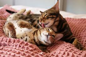 They all contains over 1 million photos. Bengalcatworld Hashtag On Twitter