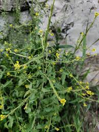 Image result for Sisymbrium burchellii