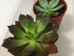 Newly planted succulents can scorch in direct sunlight, so you may need to gradually introduce them to full sun exposure or provide shade with a sheer curtain. Help With Echeveria Black Prince