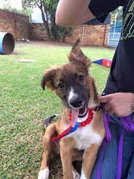 This Proud Puppy School Graduate Puppy School Puppy Training Training Your Puppy