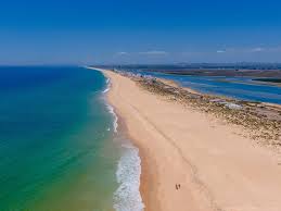 Image result for Faroa duvigneaud