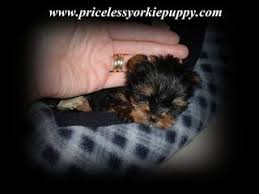 Yorkie Growth Chart Yorkie Size Chart Yorkie Puppies For