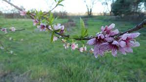 Are you searching for peach flowers png images or vector? How To Protect Blooming Fruit Trees As Hard Freeze Approaches