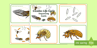 Deutsch deutsch englisch deutsch französisch deutsch italienisch deutsch katalanisch deutsch niederländisch deutsch portugiesisch deutsch russisch deutsch. Life Cycle Of The Cicada Sequencing Cards Teacher Made