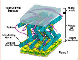 Maybe you would like to learn more about one of these? Cell Wall 6 Th Lab Lecturer Salma Alrdahe Cell Wall It Is The Wall Of A Cell In Plants Bacteria Fungi Algae And Some Archaea Animals And Protozoa Ppt Download