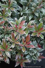 Image result for Pieris japonský obrázek