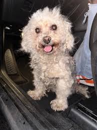 Identify insect found in bedroom in California?