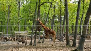 Do you want to know the entry ticket price for gradina zoologica pitesti? GrÄdina ZoologicÄ Din Targu Mures Din MureÈ Planiada