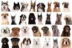List of Dog Breeds | Petfinder