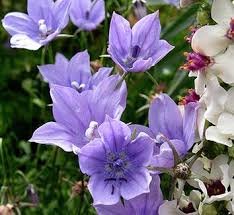 Image result for Wahlenbergia capitata