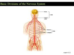 This is divided into three funiculi (anterior, lateral, and posterior) containing. The Nervous System The Master Controlling And Communicating System Of The Body Vital In Maintaining Homeostasis Two Divisions Central Nervous System Ppt Download